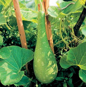Shoots of the calabash, or bottle gourd Lagenaria siceraria — the gourd itself is used to make calabash vessels. See the article Mate