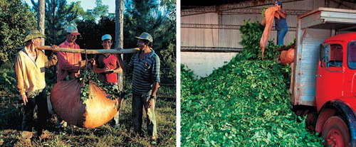 At harvest time the whole shoot with its young leaves is picked