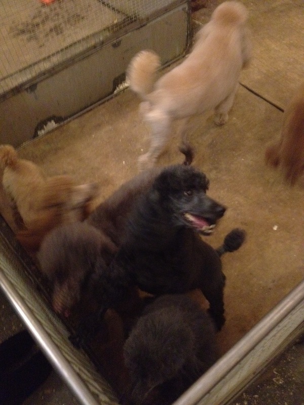 Nizhny Novgorod Circus. Poodles