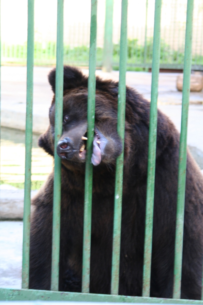 A bear at the Mishutka Zoo