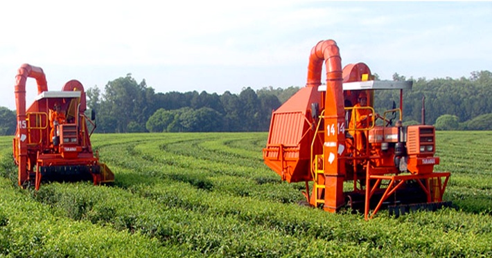 Harvesting maté