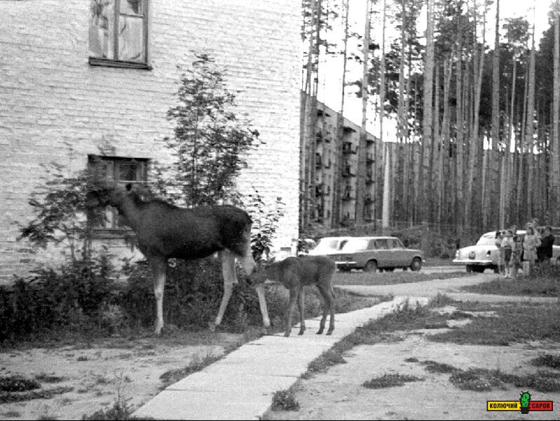 Лоси в городской черте Сарова ( Арзамас -16). Снимок 1978 года