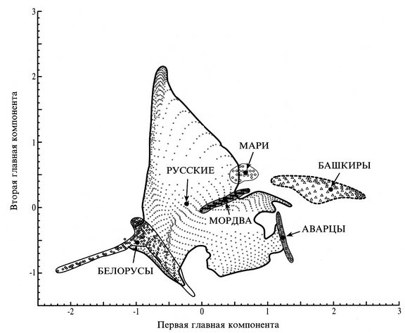 Mari, Mordvins , Russians . Variability of the Eastern European gene pool in the space of principal components (arrows mark the centers of gravity of the "ethnic clouds"). Limborsk