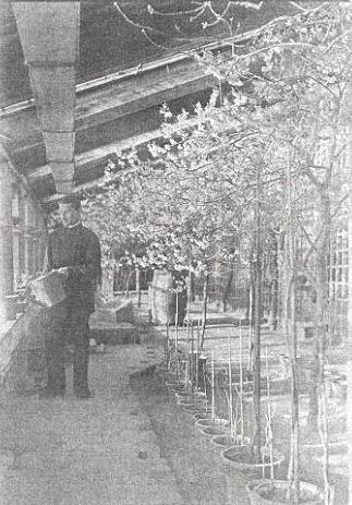 In the greenhouse