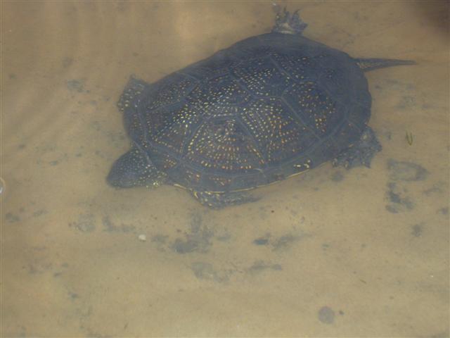 A turtle from the Sura