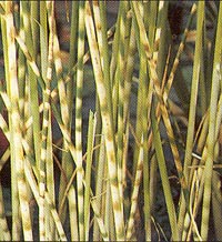 Schoenoplectus tabernaemontani