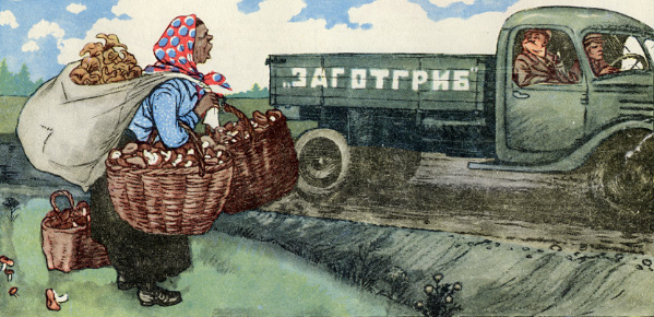 A scene of mushroom harvesting in 1953