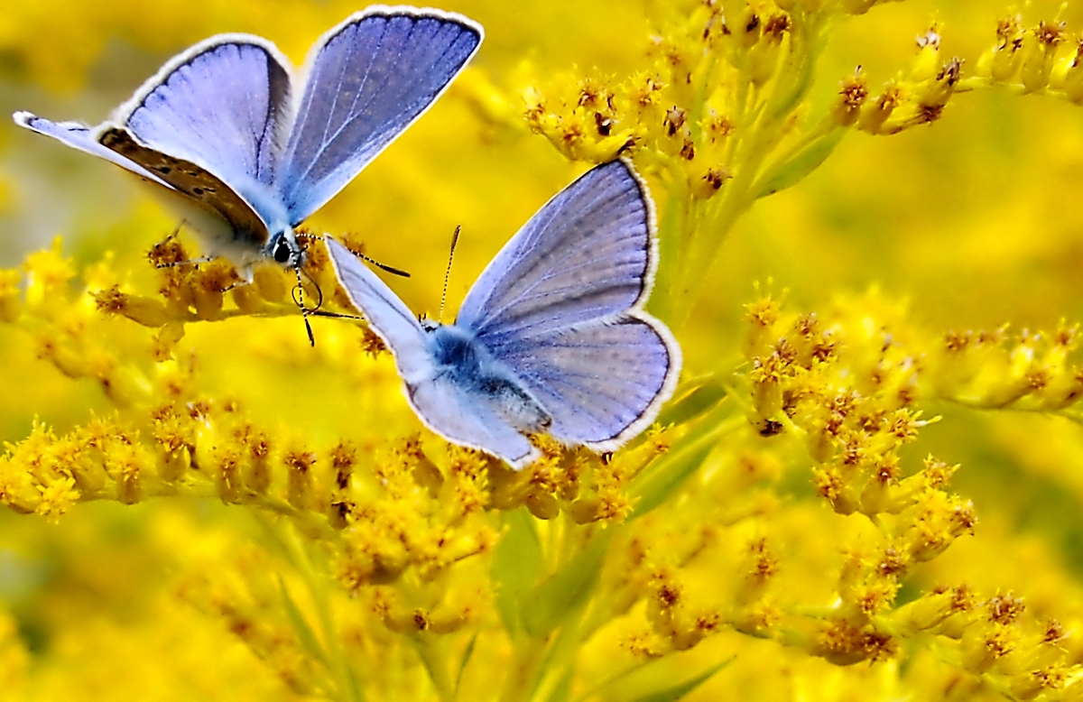 Blues (Lycaenidae)