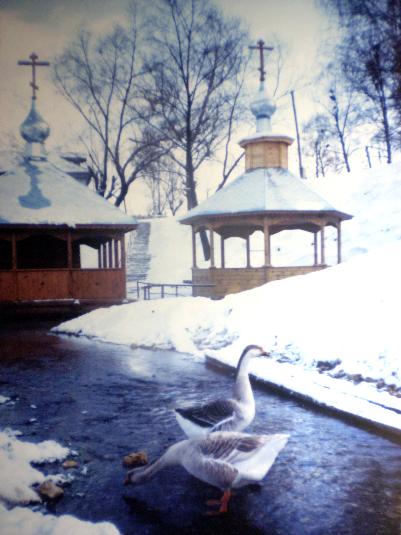 Gremyachevo. Geese. Photo by V. M. Vasyankin