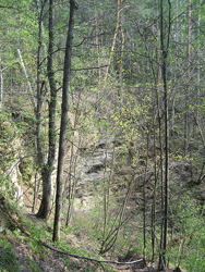Ichalkovskiy Bor