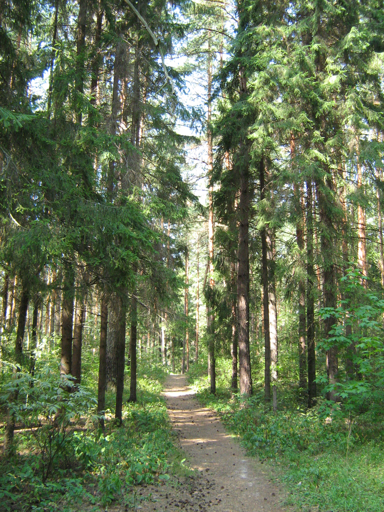 Coniferous Forest