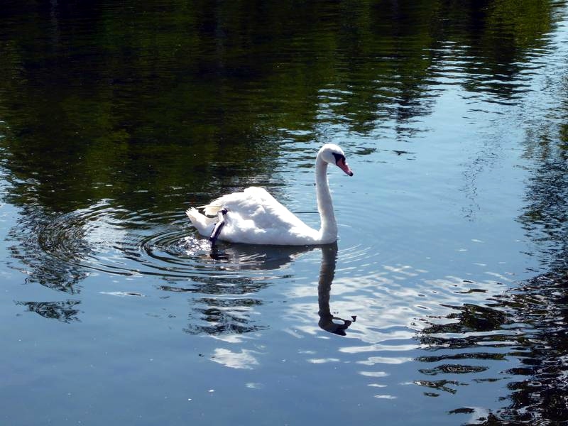 A swan in Sormovskiy Park