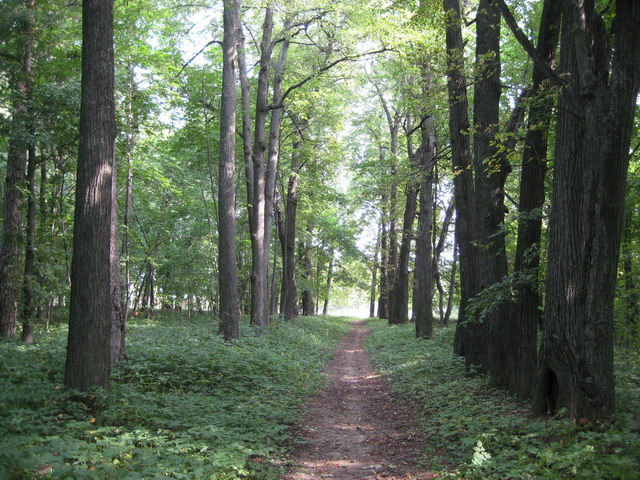 Linden alley in the park