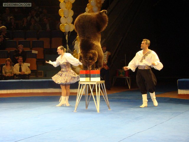 Trained bear