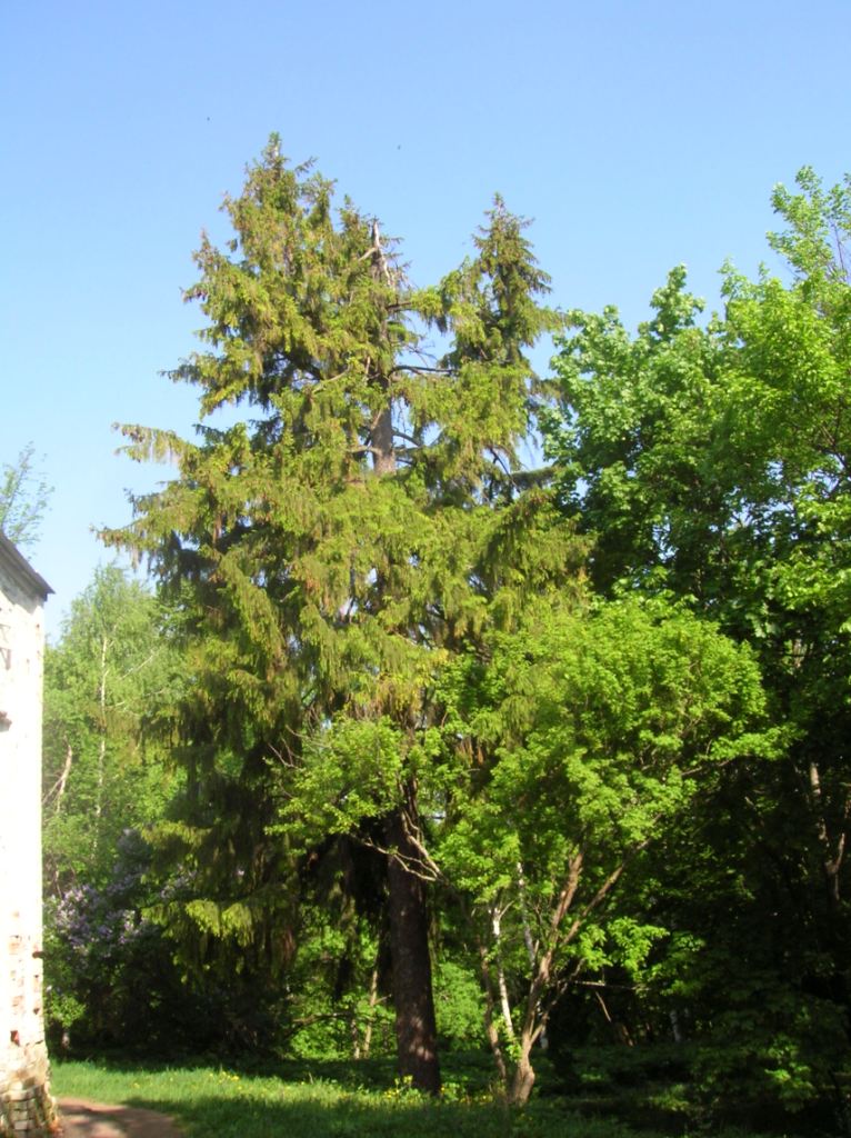 The manor park in Pokrov-Maydan
