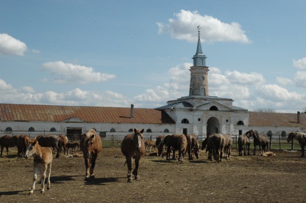 Pochinkovsky Stud Farm