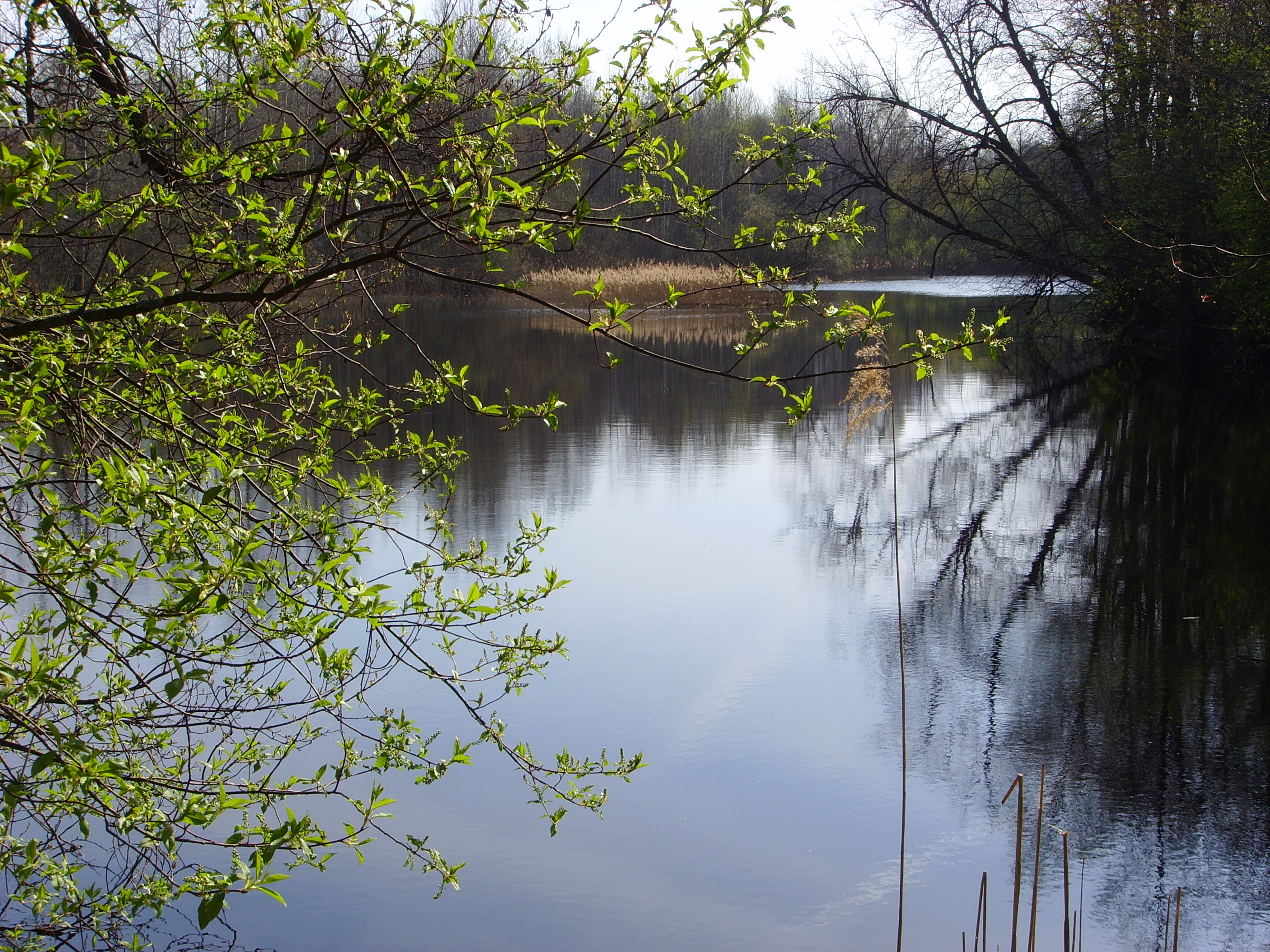 Serezha River in Sosnovsky District