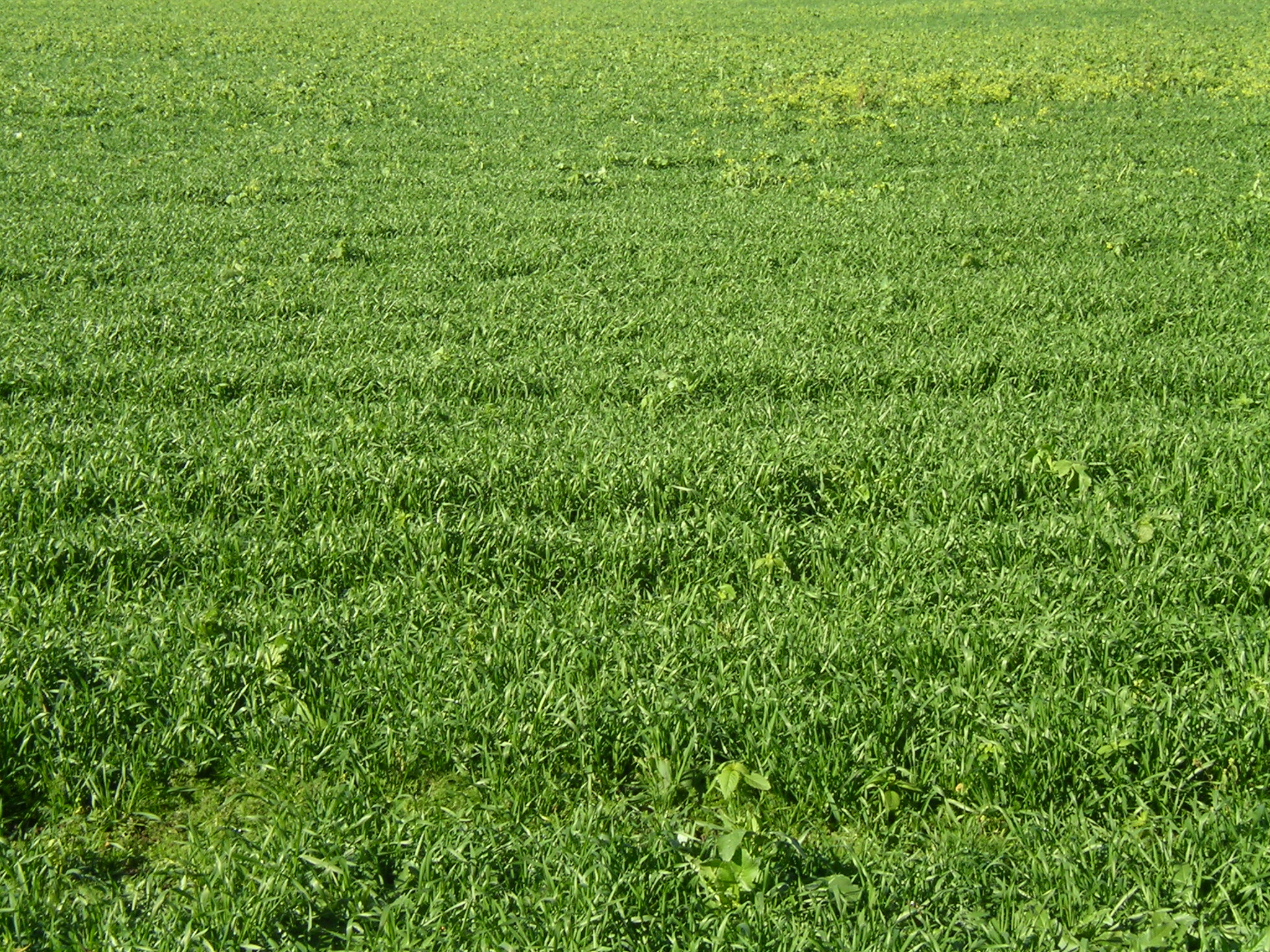 Plants of the Russian field in a Nizhny Novgorod setting on the border with the Murom district of Vladimir Oblast. September 2009