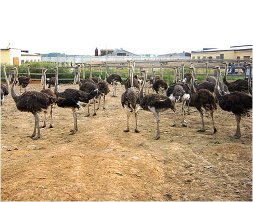 The "MakStraus" farm (Makaryevo ostriches)