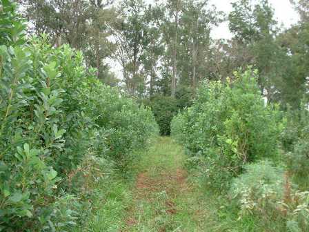 On a maté plantation