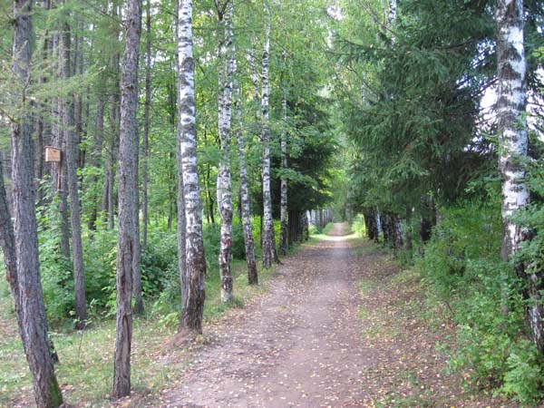 Central avenue of the arboretum