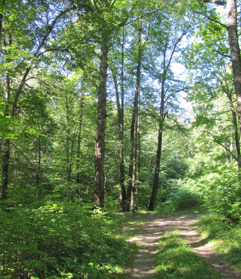 The sacred Tsepel grove