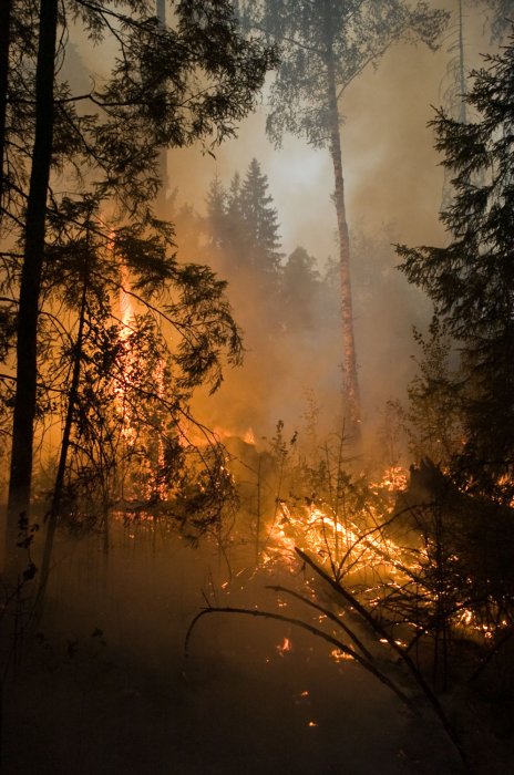 Forest Fire near the Village of Vilya