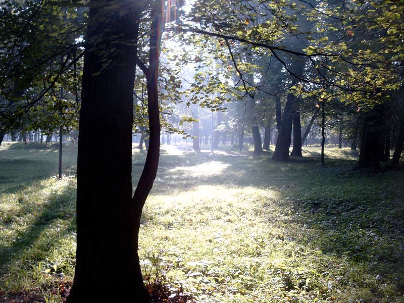The park