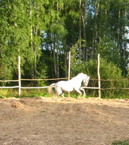 The horse Byasha
