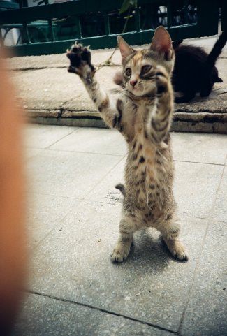 An example of a Lomo shot, gallery of the VKontakte group