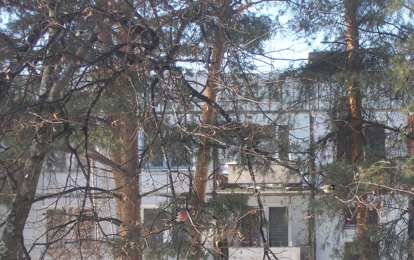 Courtyards of Mulino, Volodarsky District Nizhny Novgorod Region