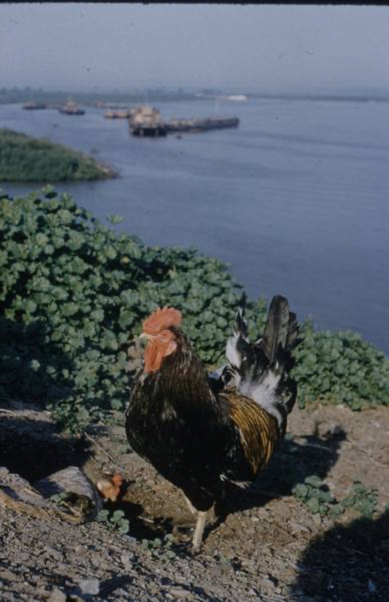 Rooster on the riverbank, barges