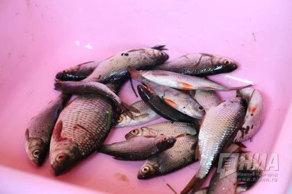 Рыбная продукция нижегородских производителей