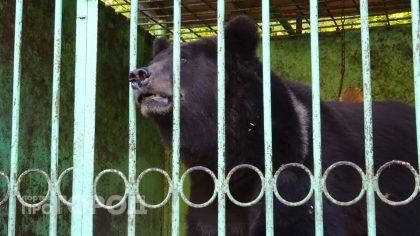 медведь в черте Шахуньи