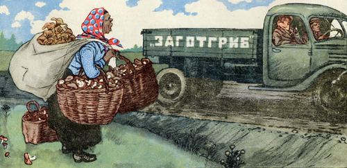 A scene of mushroom harvesting in 1953