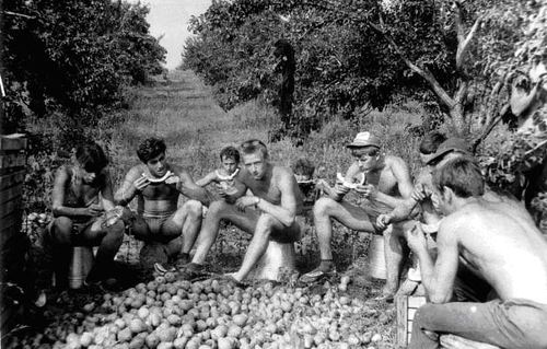 Nizhny Novgorod : we started the harvest with watermelons, then moved on to pears. The food at the field camp was fit for a last meal. Then again, we worked just as hard as we did 