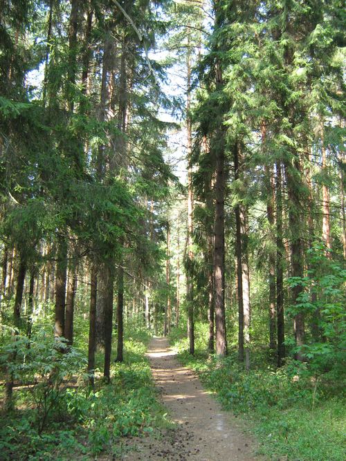 Coniferous Forest