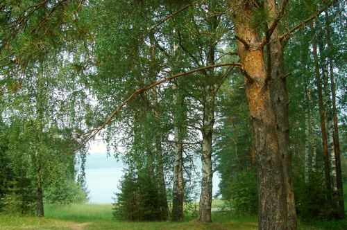 Среднерусский пейзаж. Озеро Светлояр ( с. Владимирское , Нижегородская область )